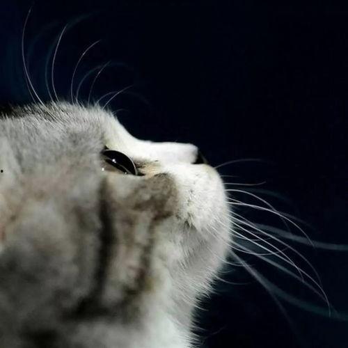 猫娱乐吃瓜酱,揭秘娱乐圈那些不为人知的幕后故事